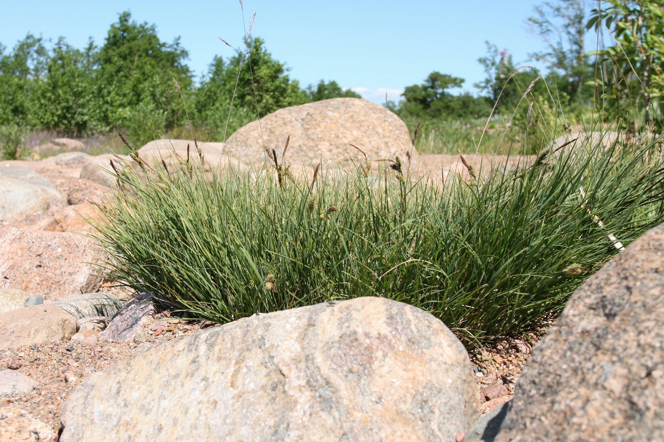 Изображение особи Carex nigra.