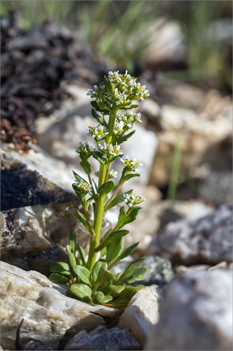 Image of Cochlearia arctica specimen.