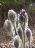 Pulsatilla patens