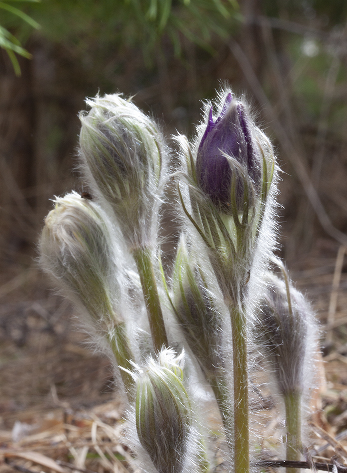 Изображение особи Pulsatilla patens.