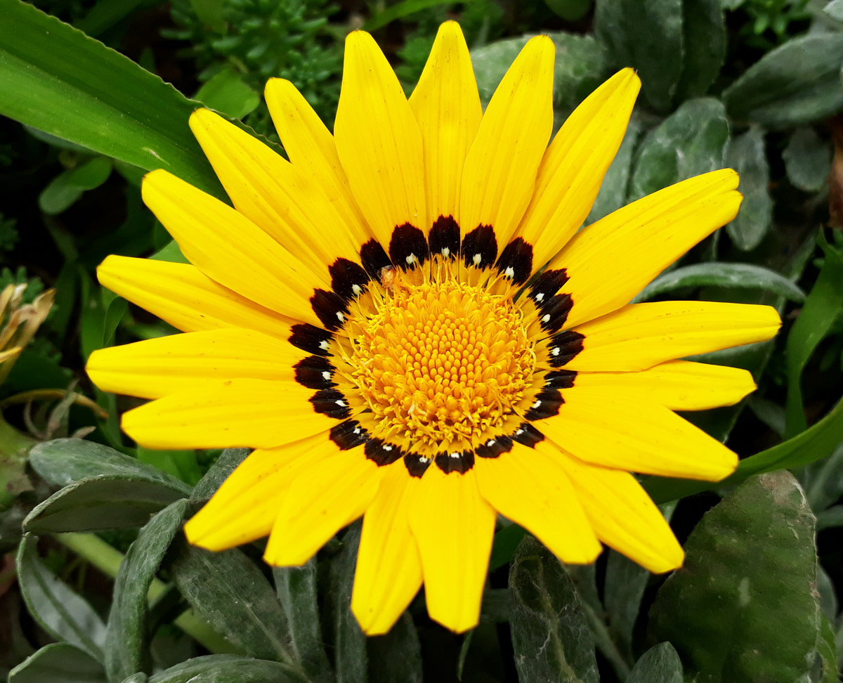 Image of Gazania &times; hybrida specimen.