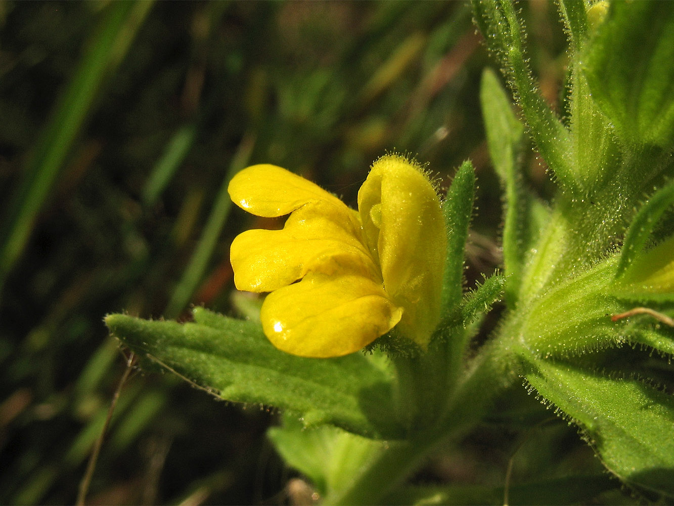 Image of Parentucellia viscosa specimen.