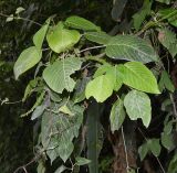 Image of taxon representative. Author is Татьяна Мальчинская