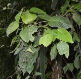 Acalypha peruviana. Верхушка ветки с соплодиями. Перу, регион Куско, провинция Урубамба, обочина дороги к археологическому комплексу. 16.10.2019.