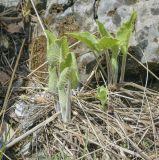 Phlomoides tuberosa