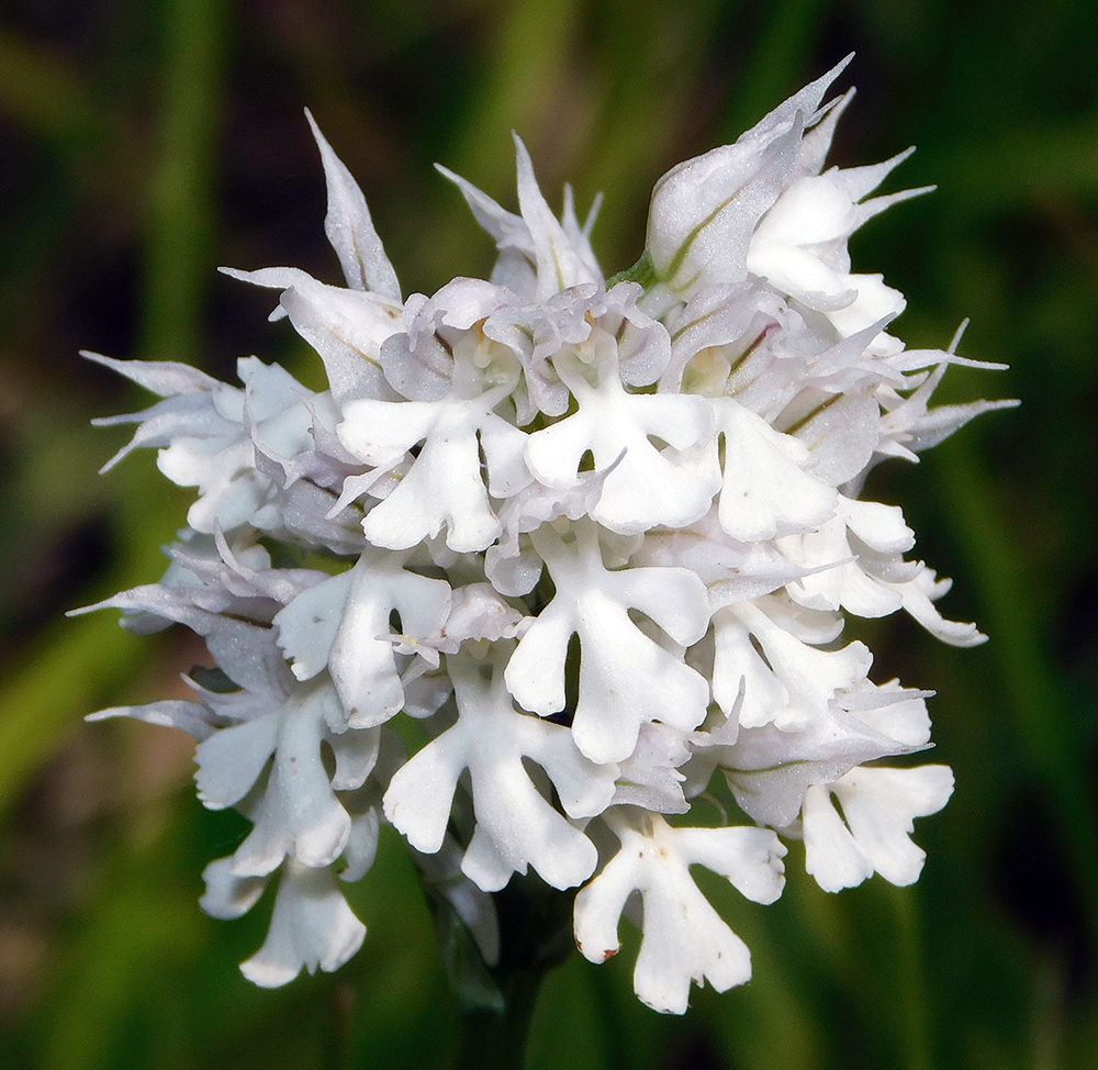 Image of Neotinea tridentata specimen.