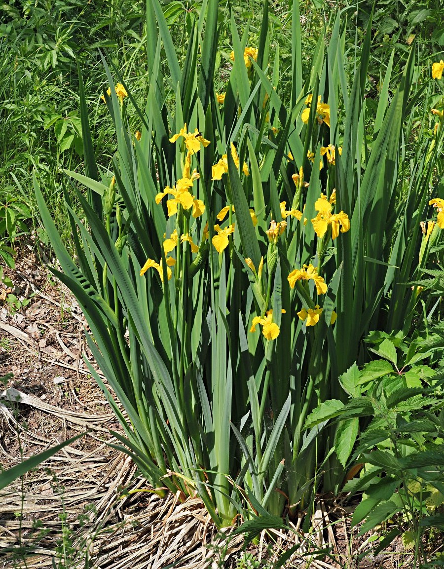 Изображение особи Iris pseudacorus.