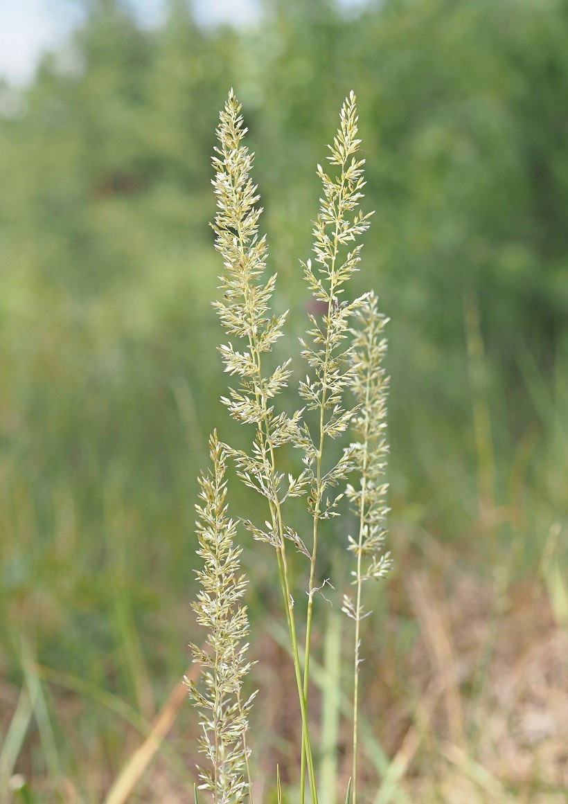 Изображение особи Koeleria glauca.