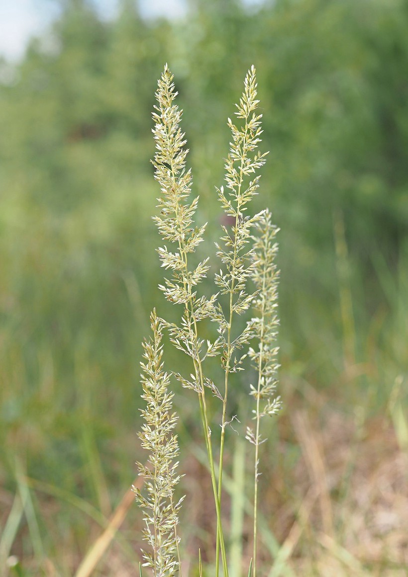 Image of Koeleria glauca specimen.