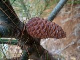 genus Pinus