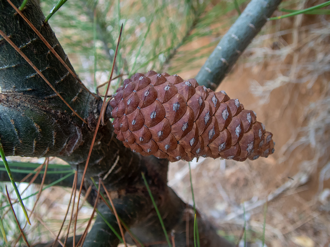 Image of genus Pinus specimen.