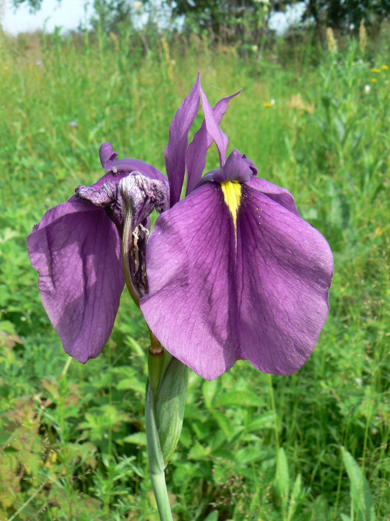 Изображение особи Iris ensata.