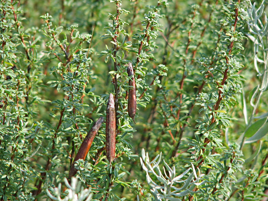 Image of Caragana scythica specimen.