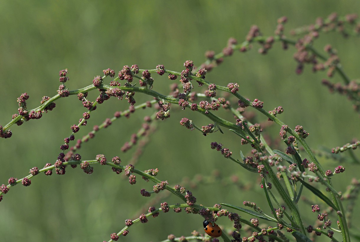 Изображение особи Atriplex patens.