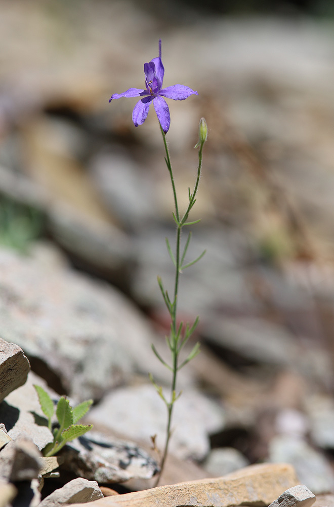 Image of Delphinium divaricatum specimen.