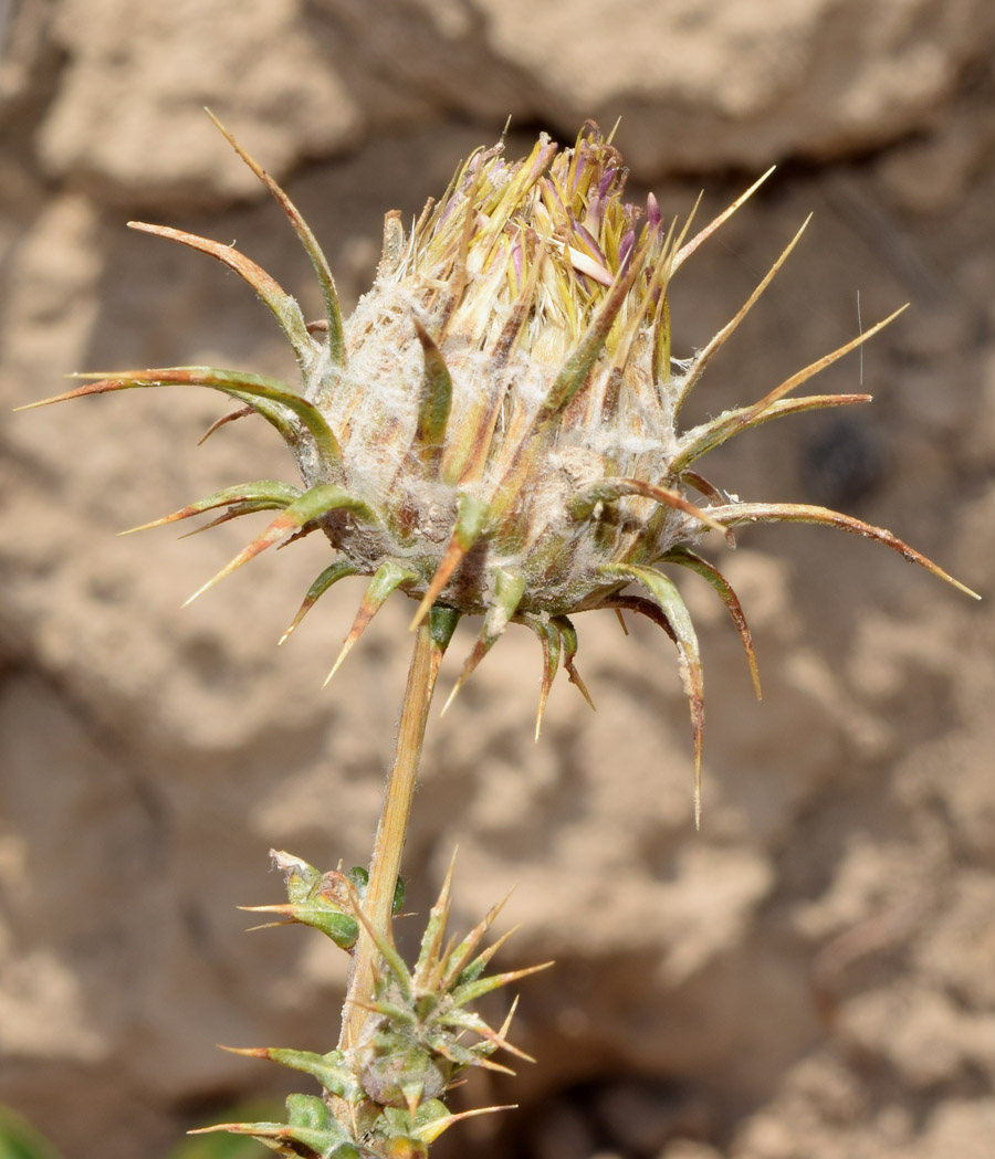 Image of Cousinia angreni specimen.