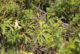 Aconitum barbatum