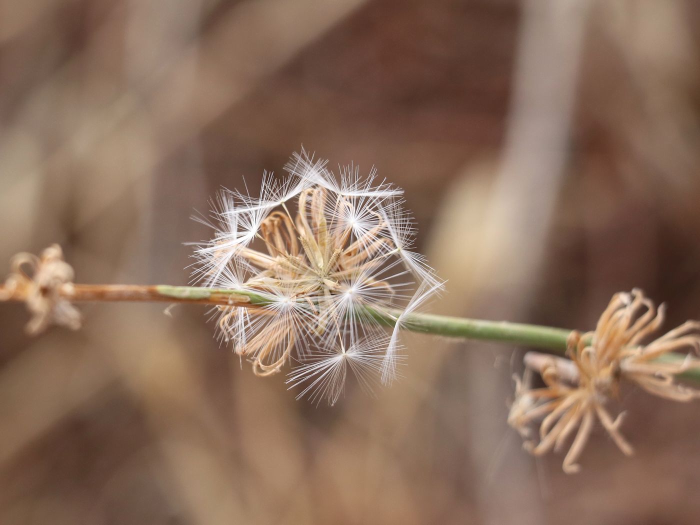 Изображение особи Chondrilla juncea.