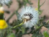 Senecio viscosus. Соплодие. Ленинградская обл., Кингисеппский р-н, Финский залив; Кургальский риф, о. Курголовская Рейма, песчаная отмель. 15.08.2020.