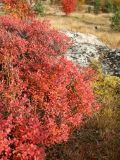 Vaccinium uliginosum