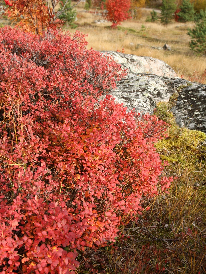 Image of Vaccinium uliginosum specimen.