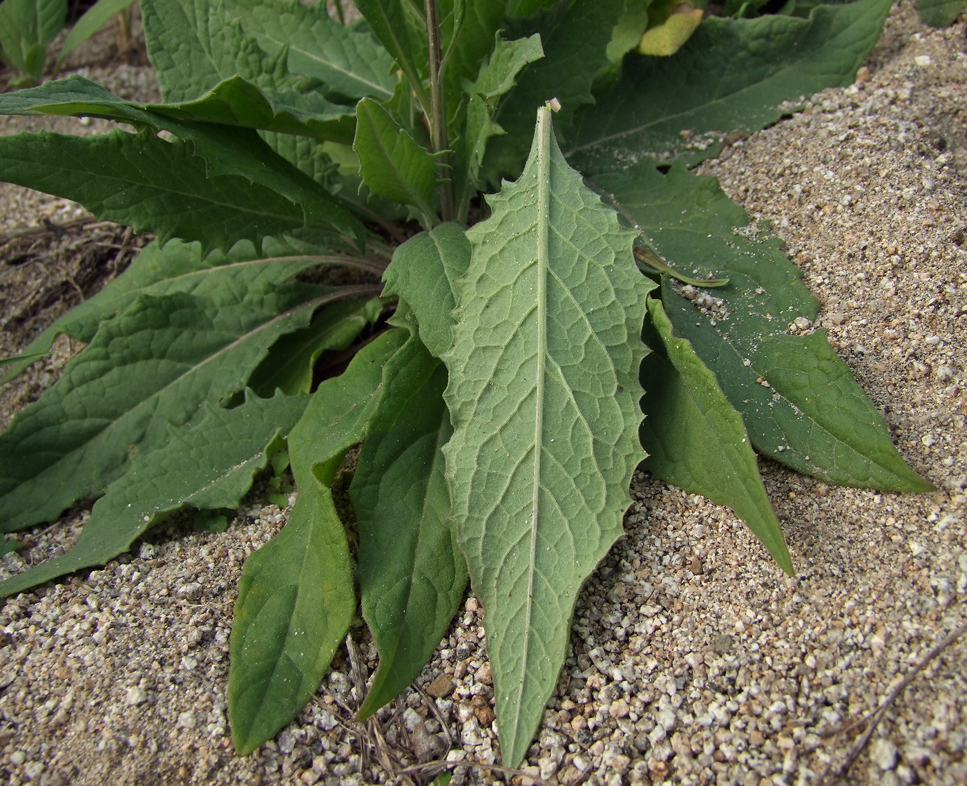 Image of Saussurea amara specimen.