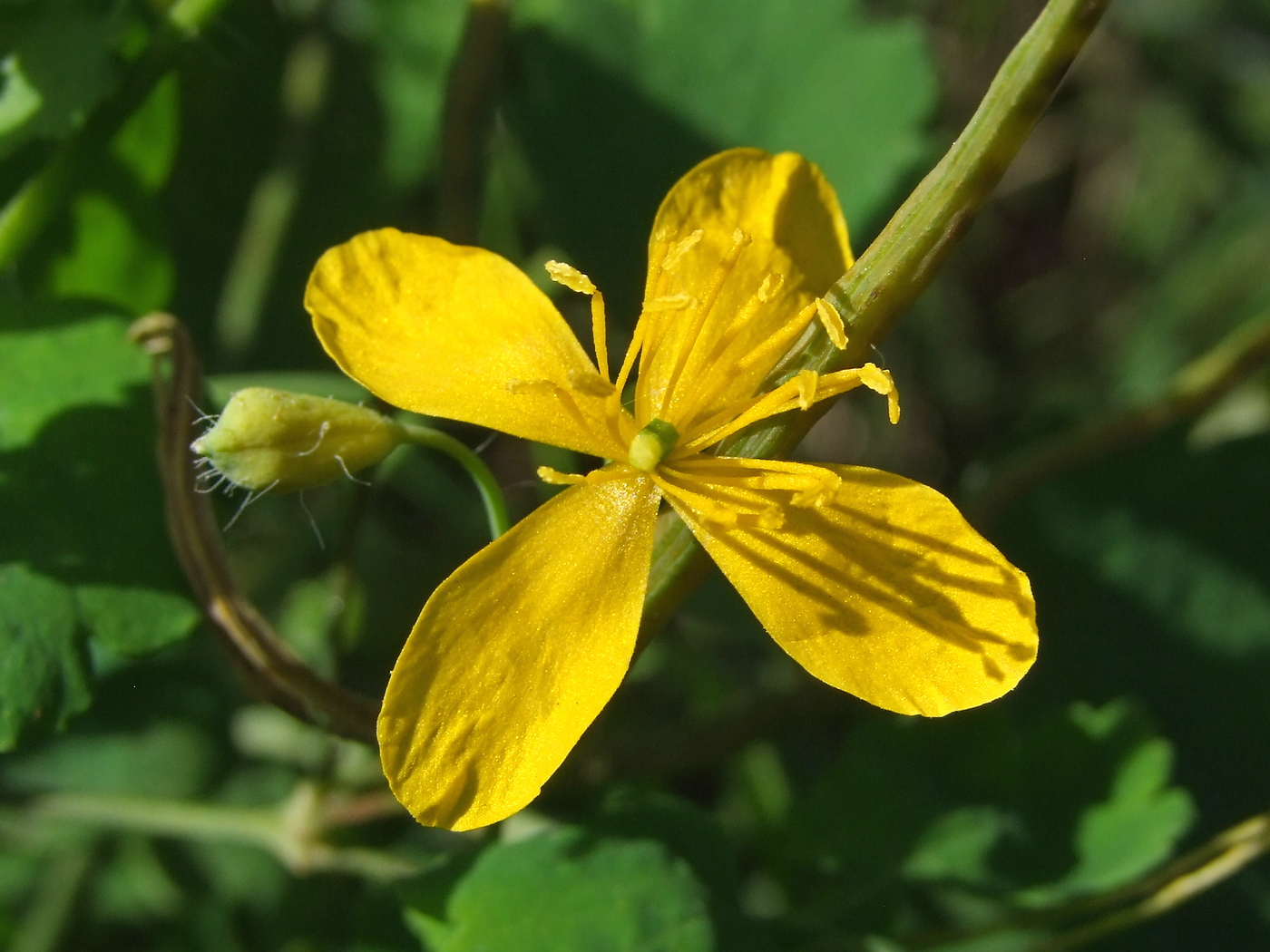 Image of Chelidonium majus specimen.