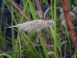 Polypogon monspeliensis