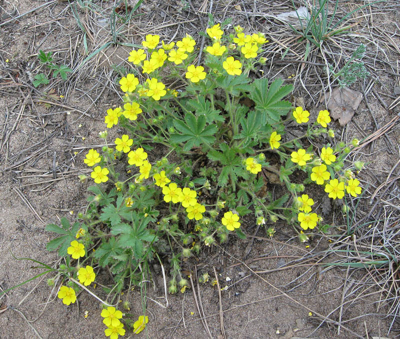 Image of Potentilla humifusa specimen.