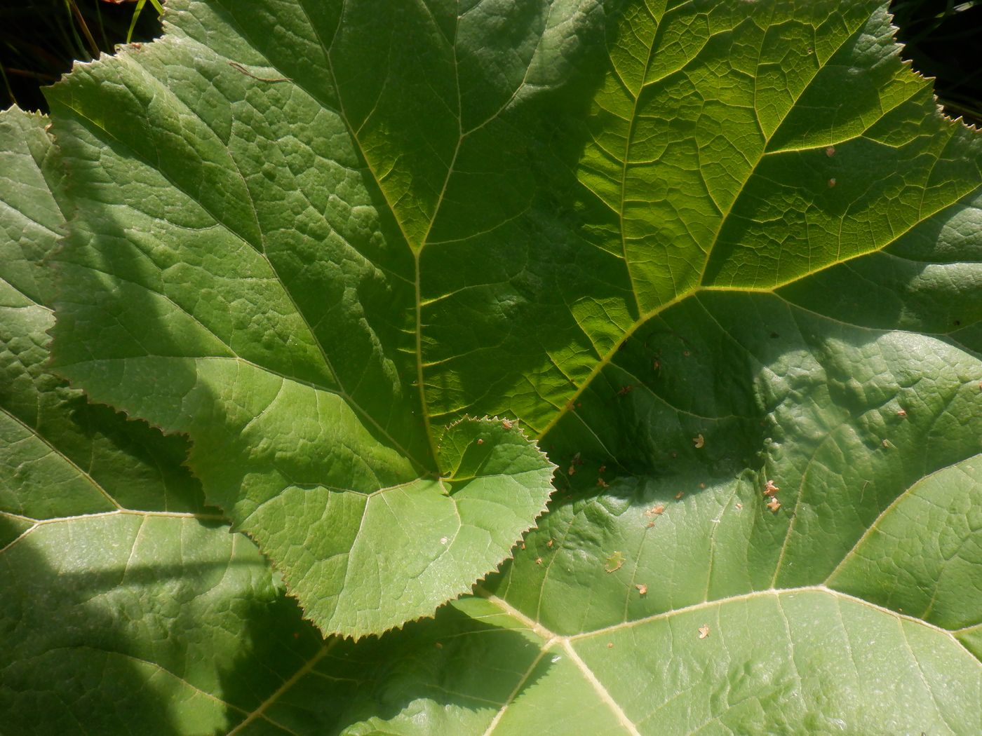 Изображение особи Petasites hybridus.