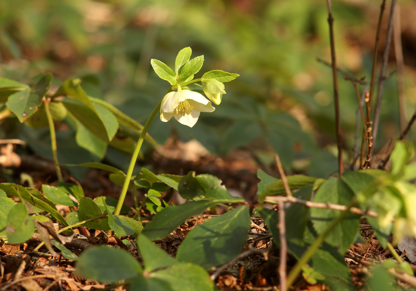 Изображение особи Helleborus caucasicus.