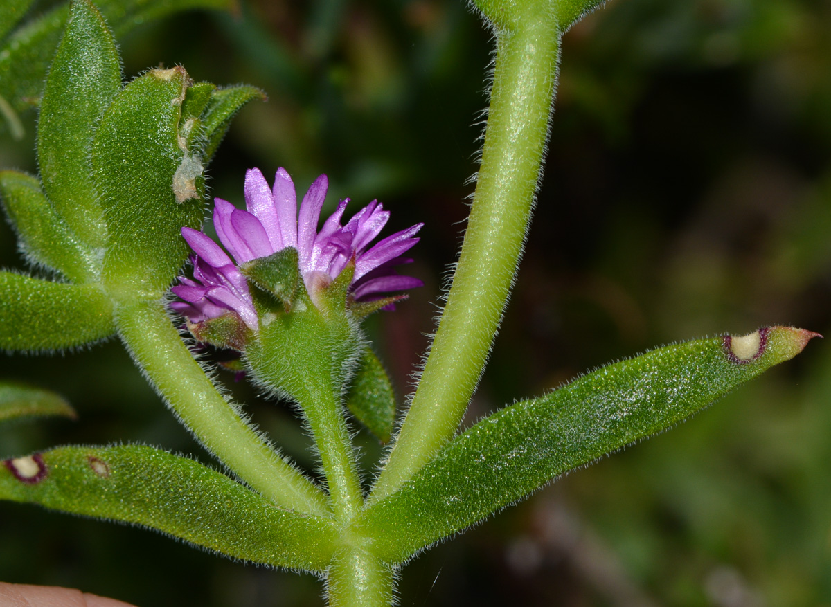 Image of familia Aizoaceae specimen.