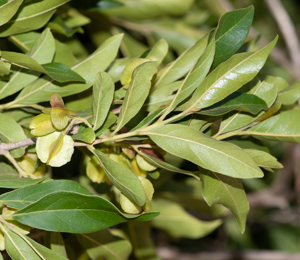 Изображение особи Combretum kraussii.