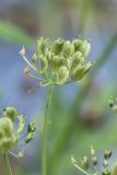 Heracleum freynianum