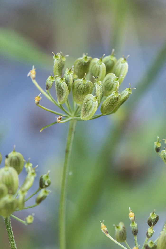 Изображение особи Heracleum freynianum.