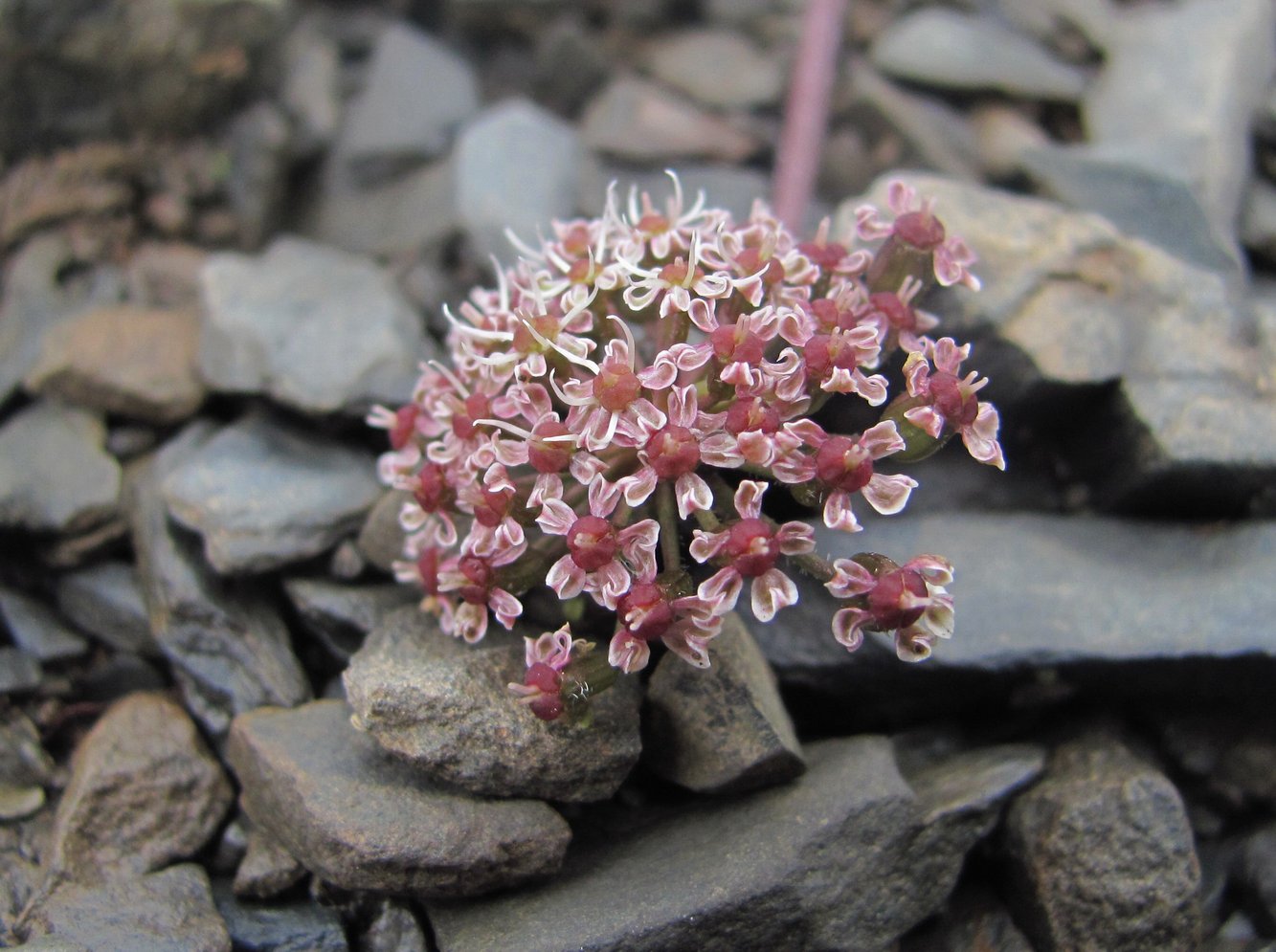 Image of Symphyoloma graveolens specimen.