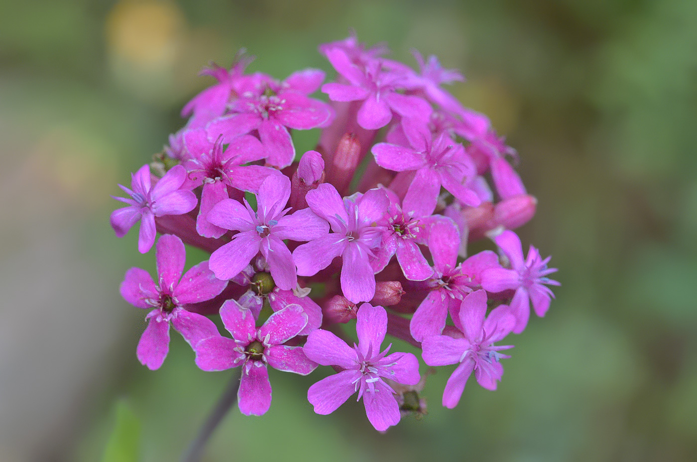 Изображение особи Silene compacta.