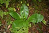 Clintonia udensis