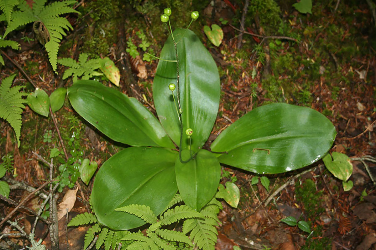 Image of Clintonia udensis specimen.