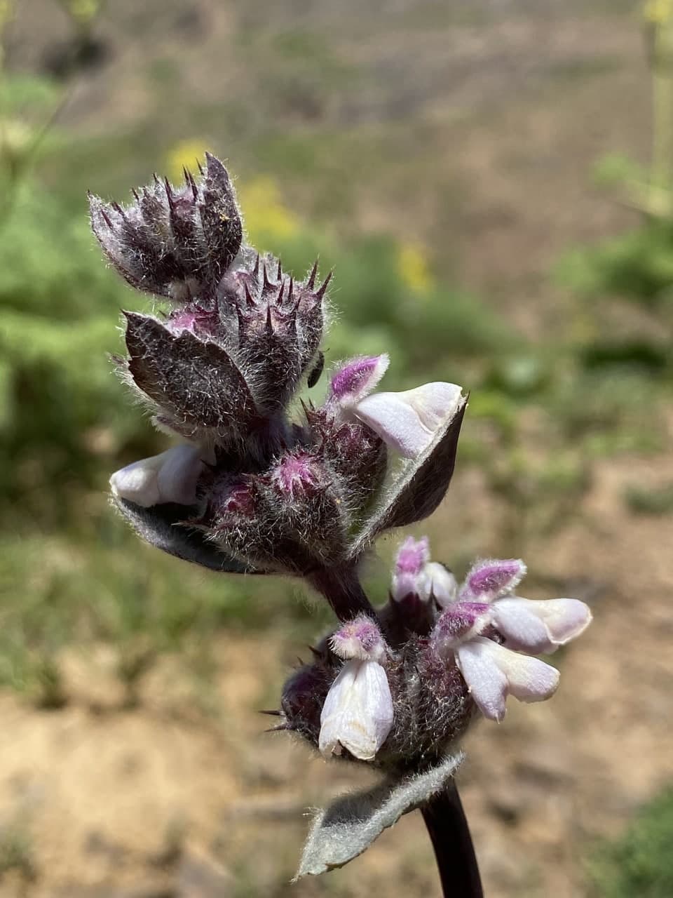 Image of Phlomoides angreni specimen.