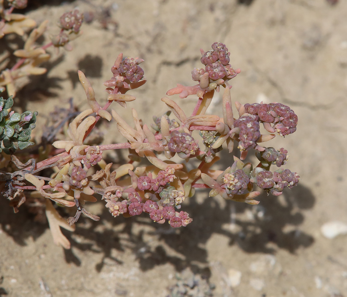 Image of Tetradiclis tenella specimen.