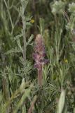 Orobanche pubescens