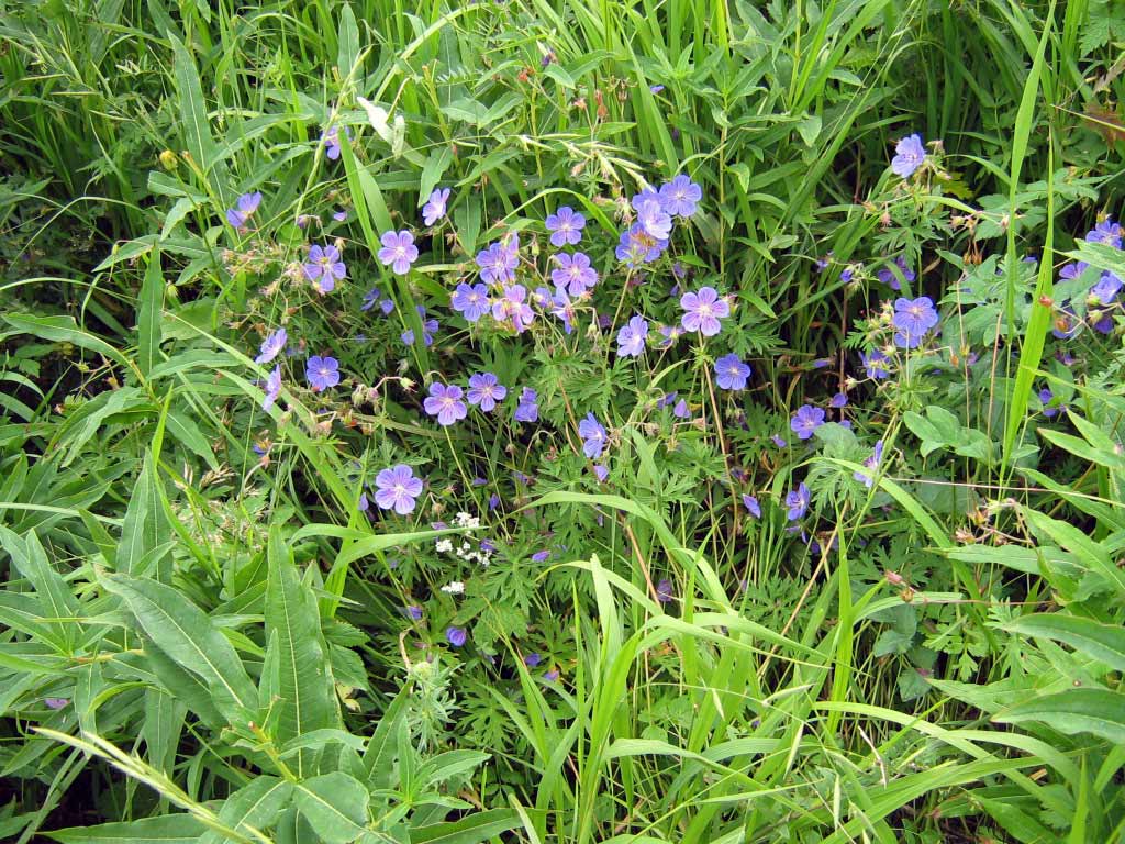 Image of Geranium pratense specimen.
