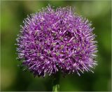 род Allium