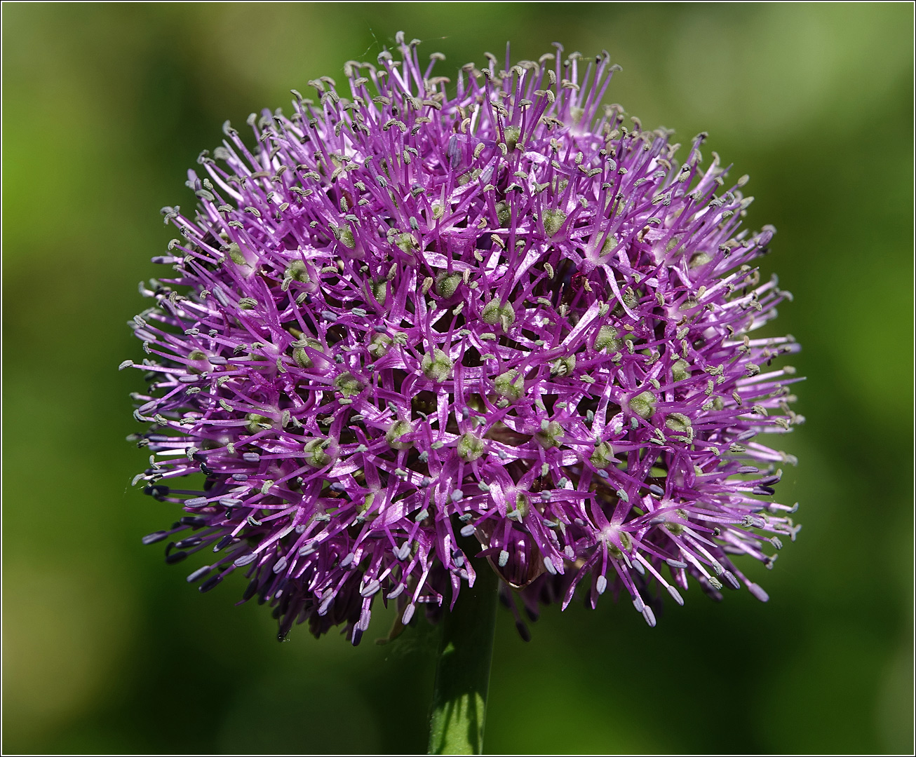 Image of genus Allium specimen.