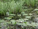 Nymphaea candida. Цветущее растение. Нижегородская обл., г. Арзамас, заводь р. Тёша. 25.06.2020.