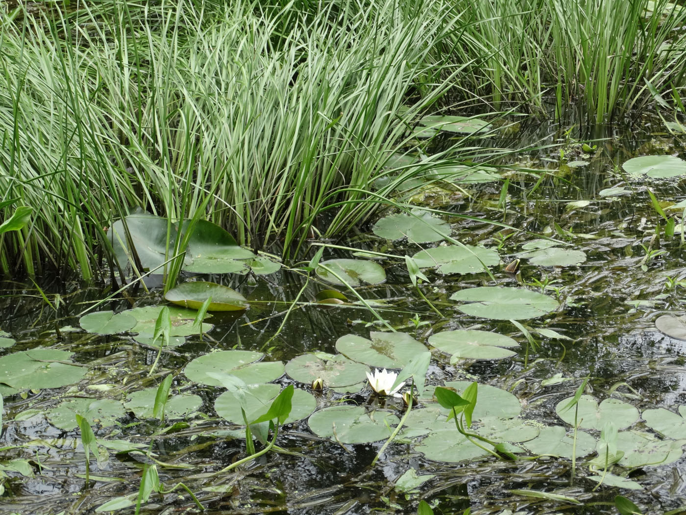 Изображение особи Nymphaea candida.