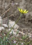 genus Tragopogon. Цветущее растение. Дагестан, Левашинский р-н, окр. с. Цудахар, глинистый склон. 9 мая 2022 г.