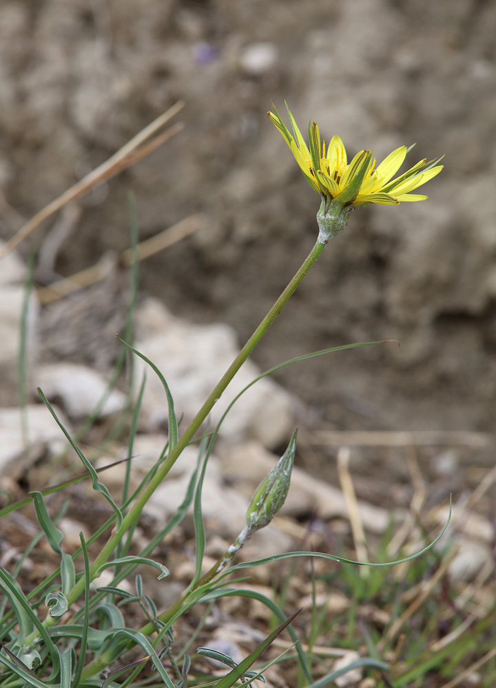 Изображение особи род Tragopogon.