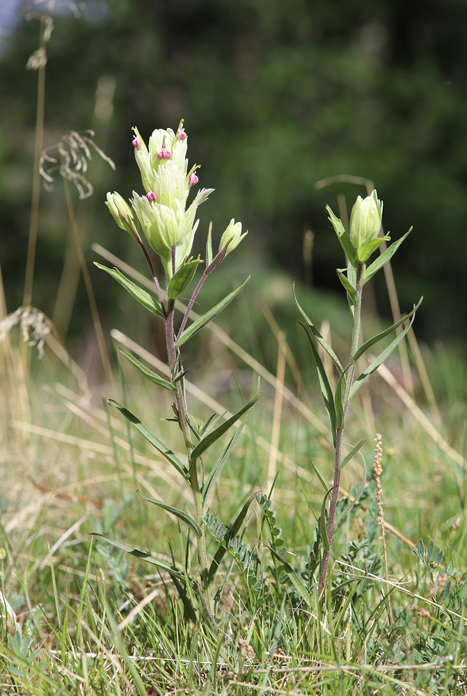 Изображение особи Castilleja pallida.